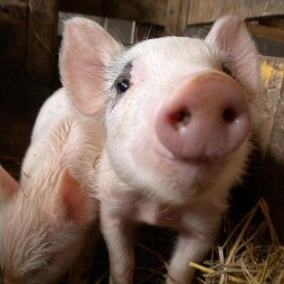 Baby Farm Animals at the Library!