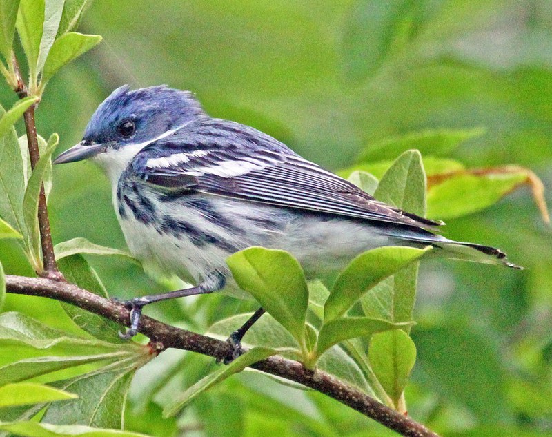 Birds of Spring