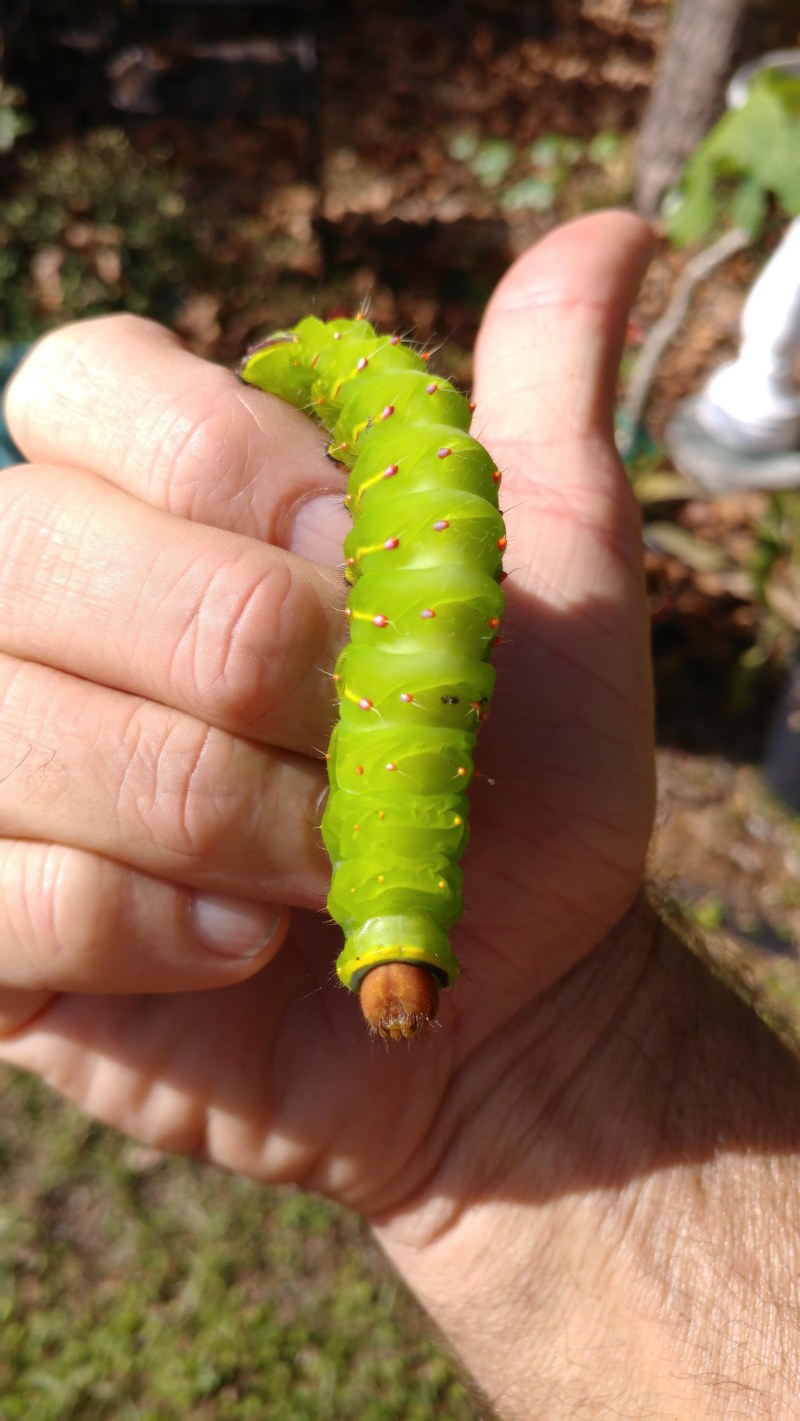 Caterpillars!